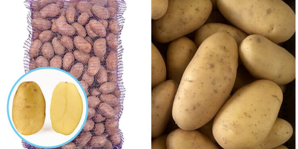 Gausus derlius be vargo: bulvių veislė, kurią renkasi patyrę daržininkai