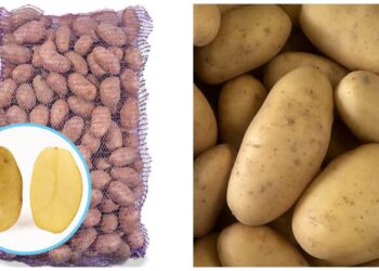 Gausus derlius be vargo: bulvių veislė, kurią renkasi patyrę daržininkai