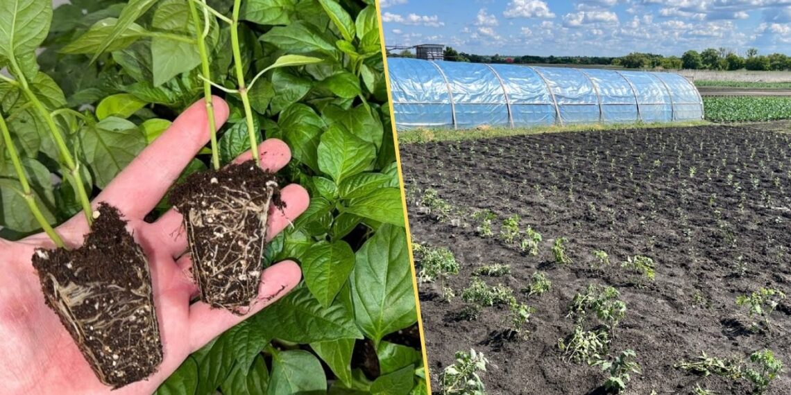 Daigai stiebiasi ir silpsta? Specialistai pataria natūralią priemonę