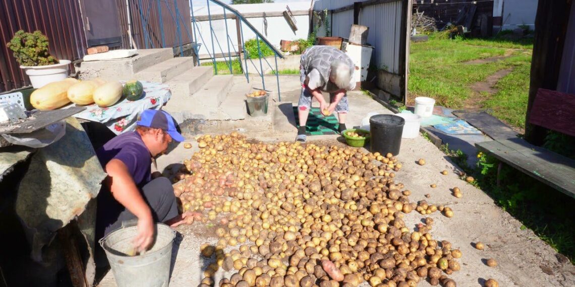 Neįprastas būdas auginti bulves: laikraščių puodeliai leidžia derlių kasti jau gegužę