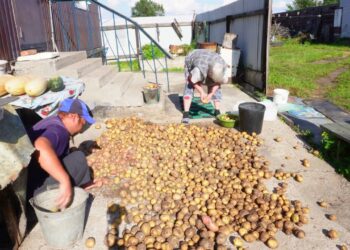 Neįprastas būdas auginti bulves: laikraščių puodeliai leidžia derlių kasti jau gegužę