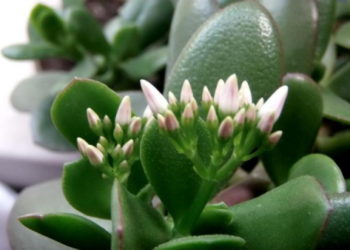 Kaip prižiūrėti „pinigų medį“ namuose: ekspertų patarimai