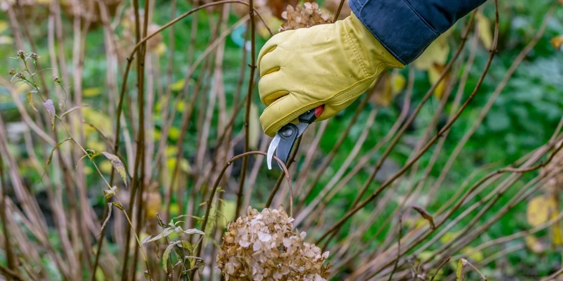 Daugelis daro šią klaidą: netinkamas hortenzijų genėjimas silpnina augalą