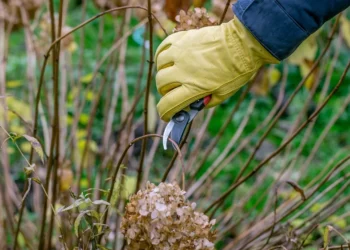 Daugelis daro šią klaidą: netinkamas hortenzijų genėjimas silpnina augalą