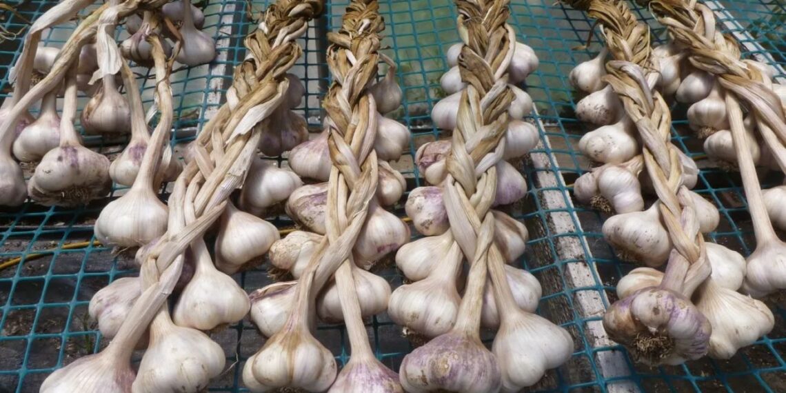 Neįprastas būdas sodinti česnaką: derlius gali būti gerokai didesnis