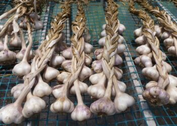 Neįprastas būdas sodinti česnaką: derlius gali būti gerokai didesnis