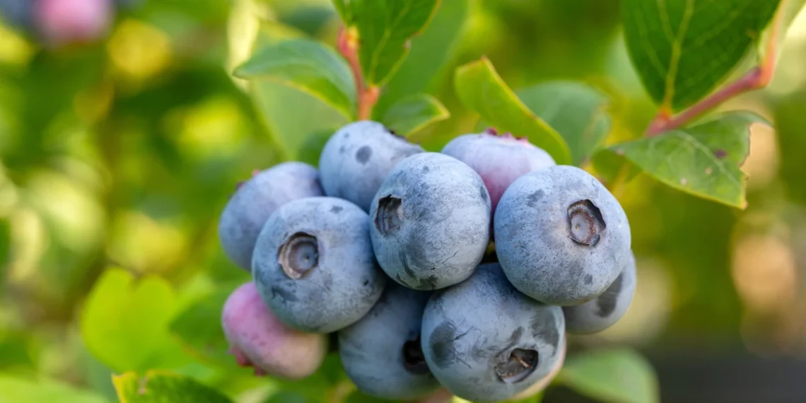Sodininkų triukas: pabarstykite tai po šilauogėmis – vasarą uogų bus kur kas daugiau