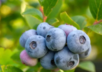 Sodininkų triukas: pabarstykite tai po šilauogėmis – vasarą uogų bus kur kas daugiau
