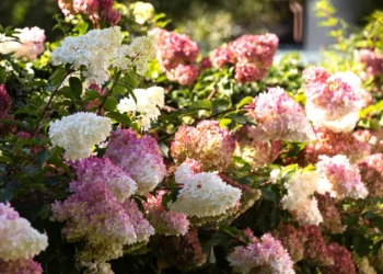 Viena klaida – ir žiedų nebus: ekspertai paaiškino, kaip teisingai kirpti hortenzijas