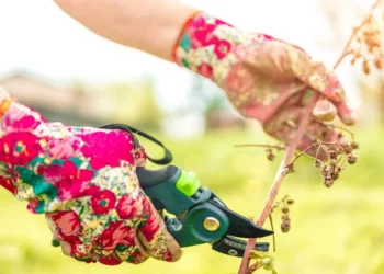 Aviečių genėjimas: ką būtina padaryti dabar, kad sulauktumėte derliaus