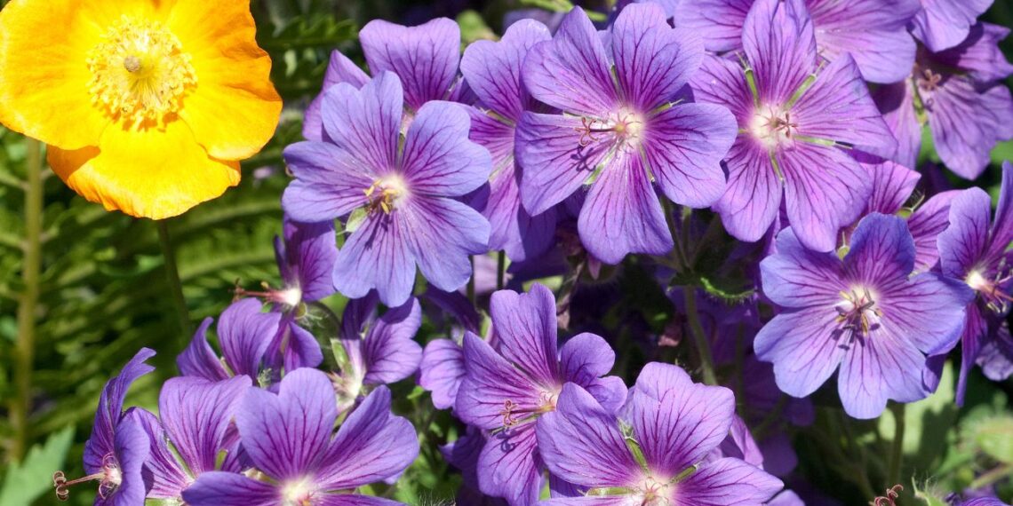 Sodo revoliucija: šliužai ir sraigės šių augalų NEKENČIA – pasodink juos dar šiemet