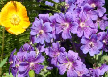 Sodo revoliucija: šliužai ir sraigės šių augalų NEKENČIA – pasodink juos dar šiemet