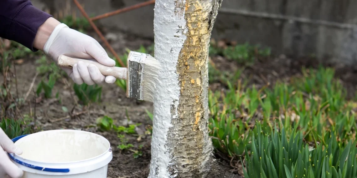 Sodo specialistai atskleidė: kada balinti vaismedžius, kad apsaugotumėte juos nuo kenkėjų