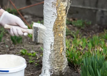 Sodo specialistai atskleidė: kada balinti vaismedžius, kad apsaugotumėte juos nuo kenkėjų