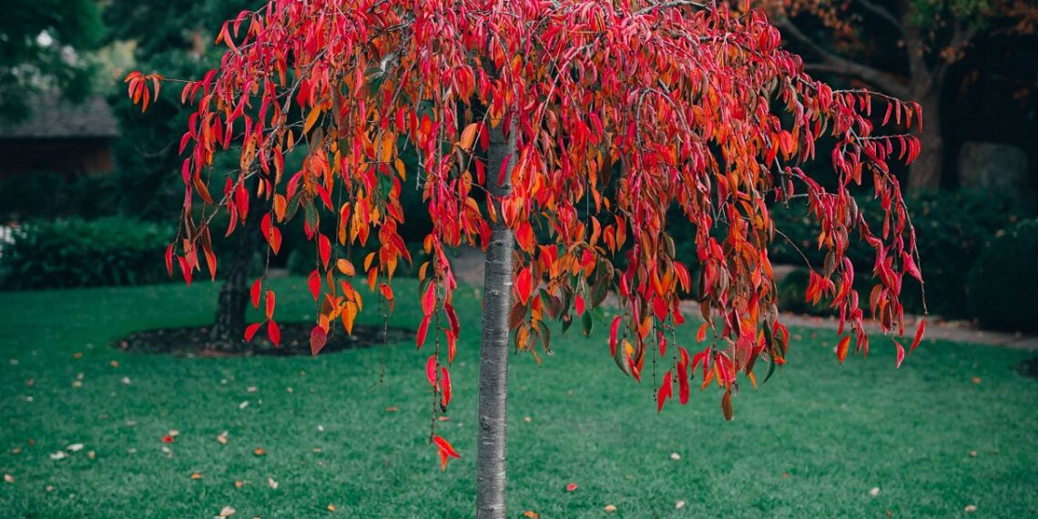 Sodininkai įspėja: viena klaida rudenį gali kainuoti derlių
