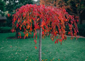 Sodininkai įspėja: viena klaida rudenį gali kainuoti derlių