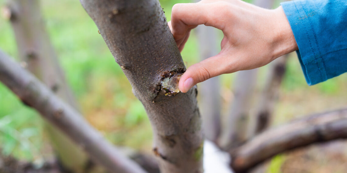 Sodo stebuklas po genėjimo: priemonė akimirksniu atgaivina medžius ir sukuria apsauginį skydą