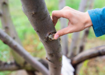 Sodo stebuklas po genėjimo: priemonė akimirksniu atgaivina medžius ir sukuria apsauginį skydą