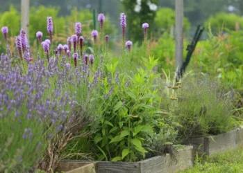 Sodų mados 2026: keisti augalai, laukinis stilius ir viena taisyklė, kuri keičia viską