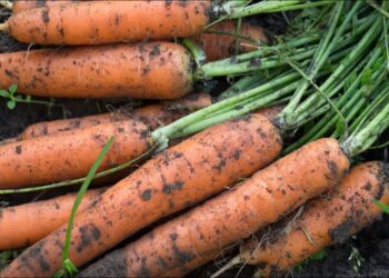 Kaip pasėti morkas be retinimo: senas, bet veiksmingas metodas