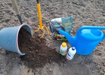 Pigus triukas daržui: vienas produktas gali pagerinti molingą dirvą per sezoną