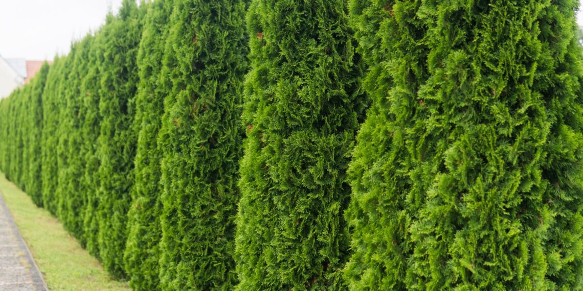 Šokas sodininkams: neskubėk kirpti tujų po žiemos – viena klaida sugadins jų augimą