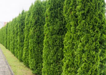 Šokas sodininkams: neskubėk kirpti tujų po žiemos – viena klaida sugadins jų augimą