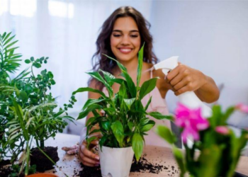 Patarimas sodininkams: kaip greitai atsikratyti kambarinių augalų musių