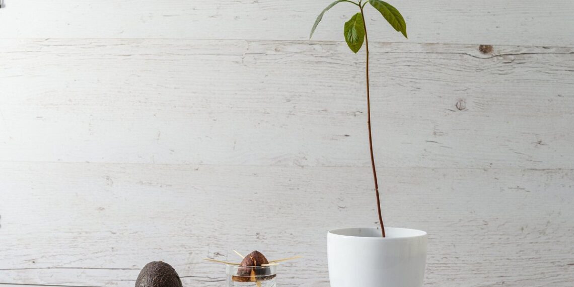 Kodėl avokadas nežydi ir nedera? Dažniausia klaida auginant namuose