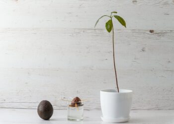 Kodėl avokadas nežydi ir nedera? Dažniausia klaida auginant namuose