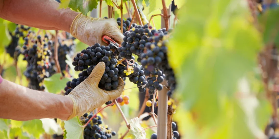 Ekspertai perspėja: pavėlavus su vynuogių genėjimu galima prarasti derlių