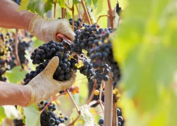 Ekspertai perspėja: pavėlavus su vynuogių genėjimu galima prarasti derlių