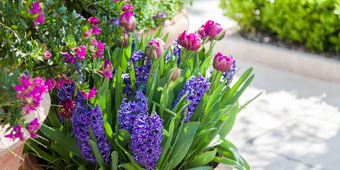 Sodininkai įspėja: ankstyvą pavasarį sodinamos tulpės gali ir nesužydėti