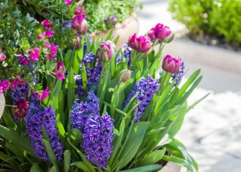 Sodininkai įspėja: ankstyvą pavasarį sodinamos tulpės gali ir nesužydėti