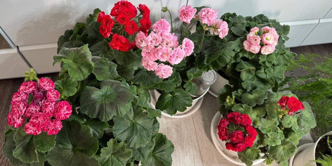 Viena klaida vasario pabaigoje – ir pelargonijos nežydės taip, kaip tikėjotės