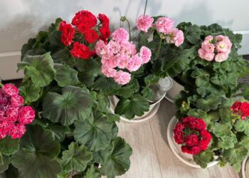 Viena klaida vasario pabaigoje – ir pelargonijos nežydės taip, kaip tikėjotės