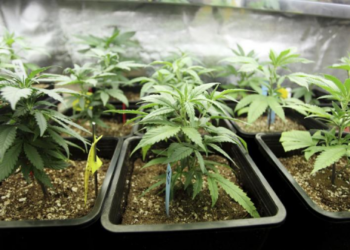 Kodėl maistas palieka poskonį? Paaiškėjo, ką iš tikrųjų slepia skonis