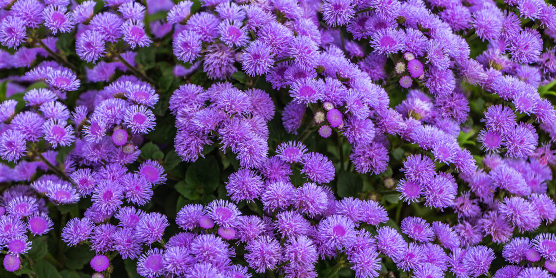 Šokiruojanti tiesa: kokias gėles būtina sėti jau vasarį, kad sutaupytum pinigų daigams?