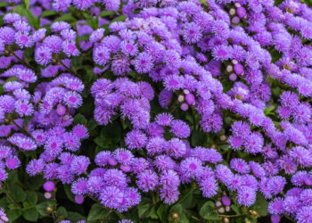 Šokiruojanti tiesa: kokias gėles būtina sėti jau vasarį, kad sutaupytum pinigų daigams?