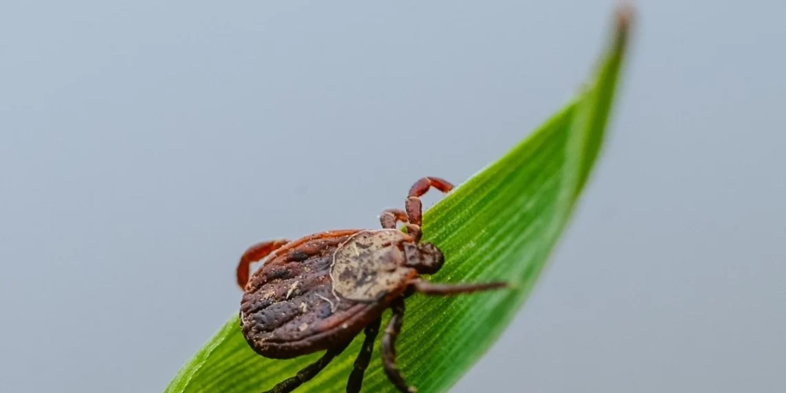 Šokiruojanti tiesa paaiškėjo: ar žiemos šalčiai iš tikrųjų sunaikina mirtinai pavojingas erkes?