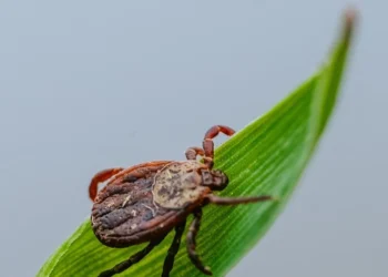 Šokiruojanti tiesa paaiškėjo: ar žiemos šalčiai iš tikrųjų sunaikina mirtinai pavojingas erkes?