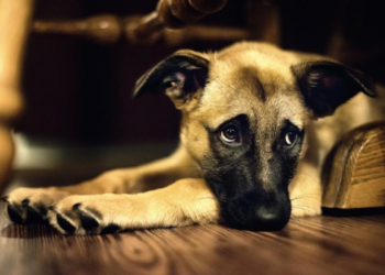 Pasyvus rūkymas pavojingas ne tik žmonėms: šunims vėžio rizika gali išaugti 6 kartus