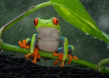 Po 45 metų – atsakymas: mokslininkai išsiaiškino, kaip formuojasi lietus