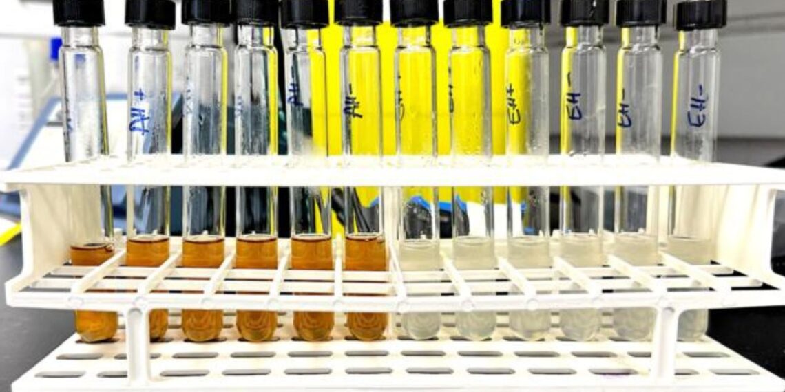 Šokiruojantis atradimas: pasenusi duona gali pakeisti naftą chemijos pramonėje