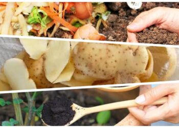 Neišmeskite šių 3 daiktų – darže jie vertingesni nei manėte