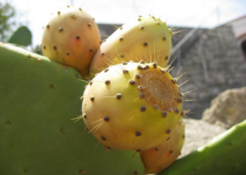 Netikėtas eksperimentas baigėsi ligoninėje: ką būtina žinoti apie kaktusus