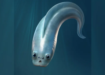 Stulbinantis atradimas: seniausi mūsų protėviai galėjo turėti keturias akis