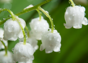 Šokiruojantis sąrašas: šios nekaltai atrodančios gėlės sodyboje gali būti pavojingesnės už pakalnutes