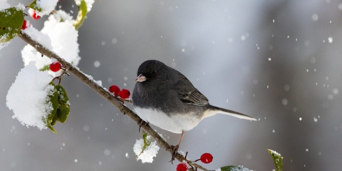 Stingdantis šaltis jų nepalaužia: mažyčių paukščių paslaptis pribloškė mokslininkus