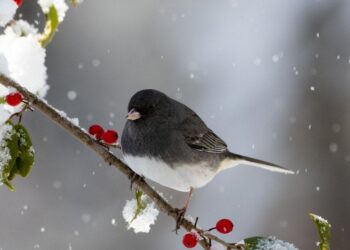 Stingdantis šaltis jų nepalaužia: mažyčių paukščių paslaptis pribloškė mokslininkus